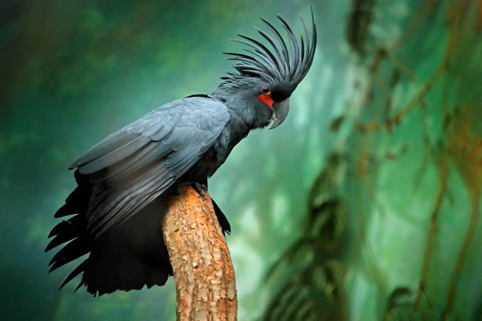 great palm cockatoo