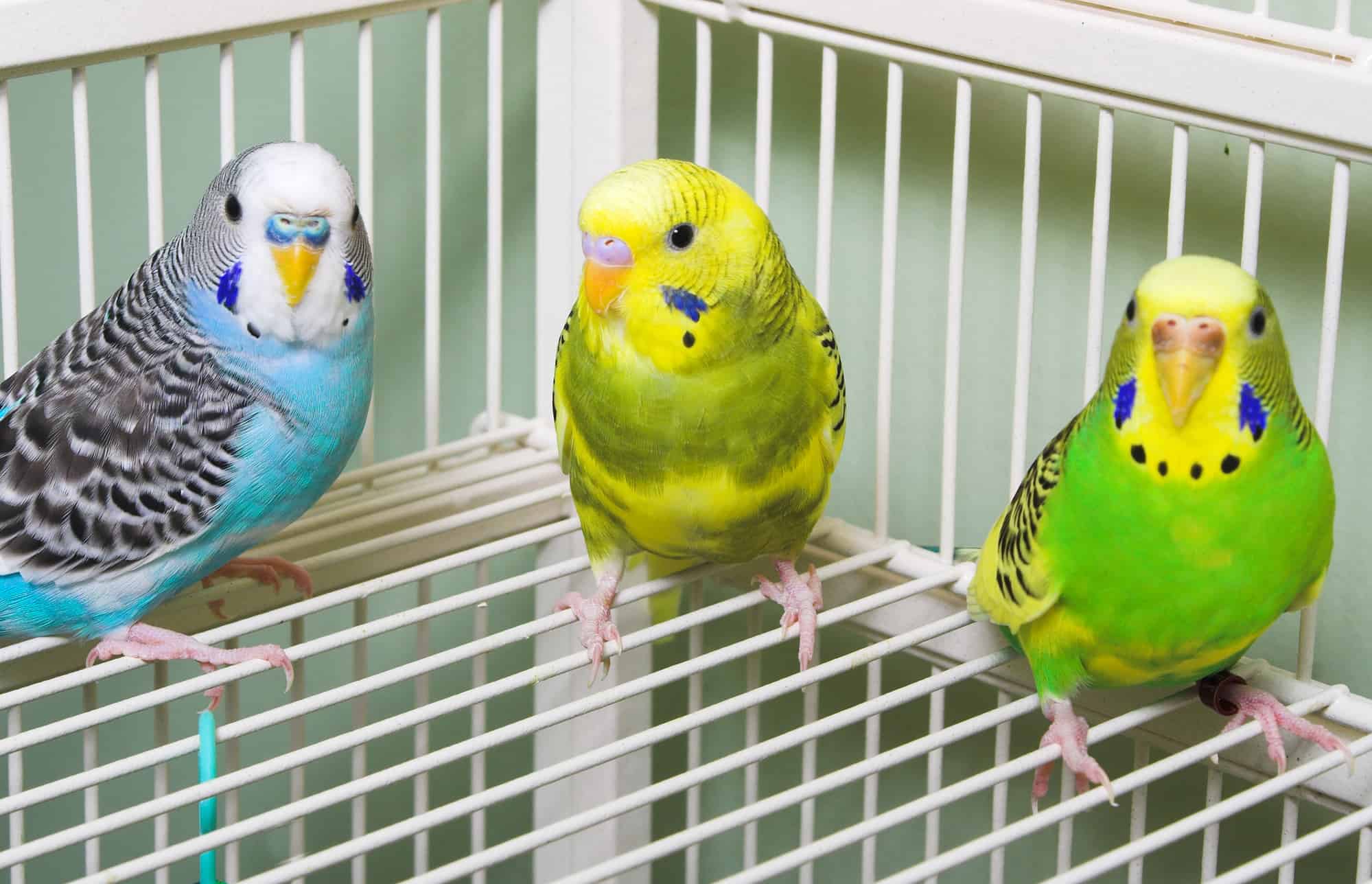 buy a parakeet