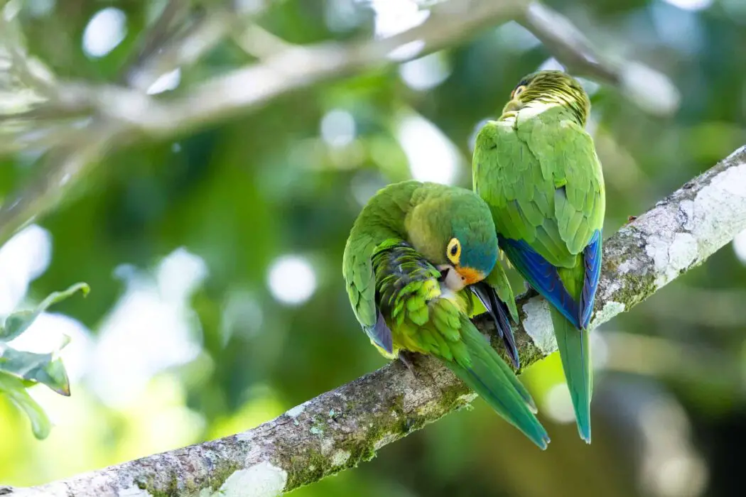 mating parakeets