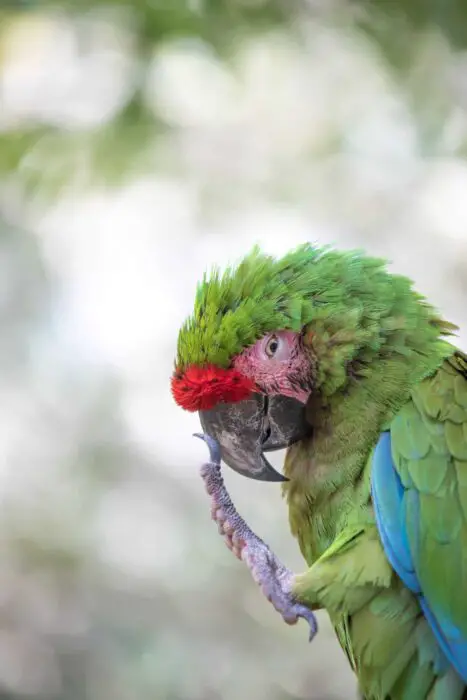 signs a parrot likes you