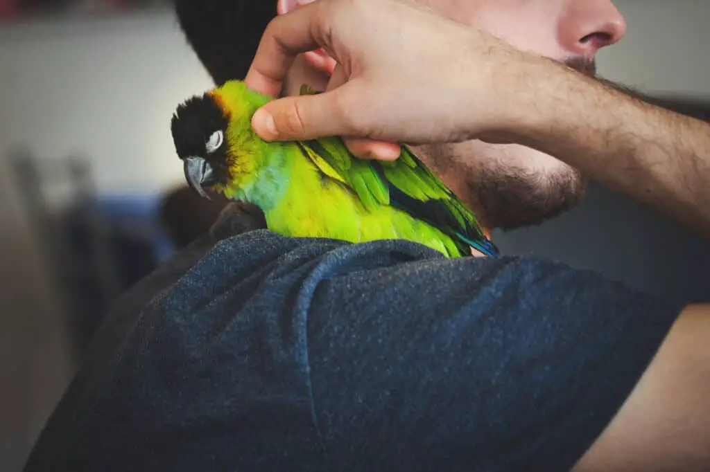 signs a parrot likes you