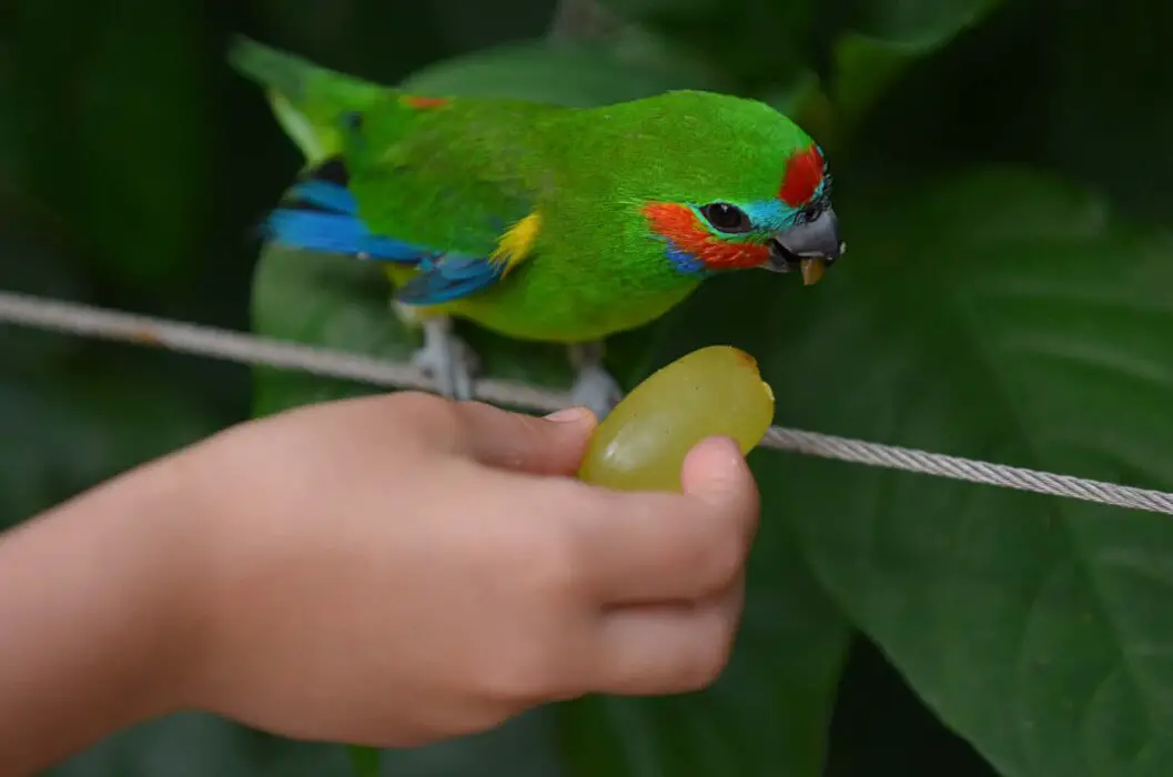 grapes for parrots