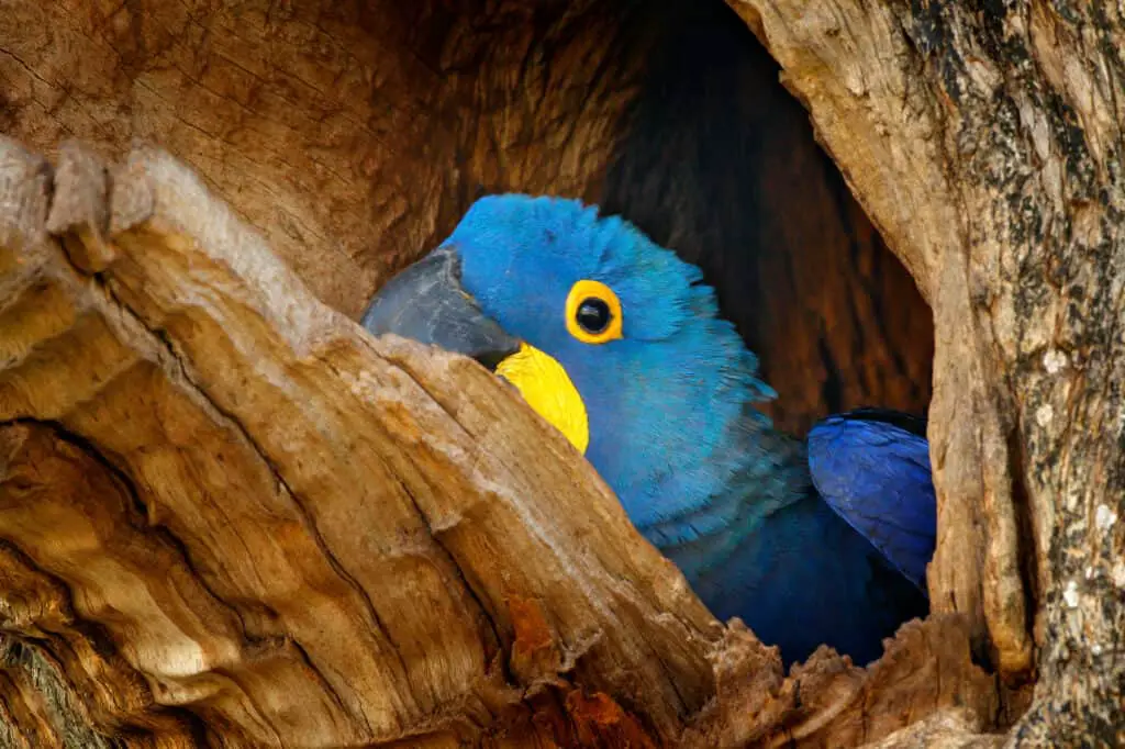 parrot flying away