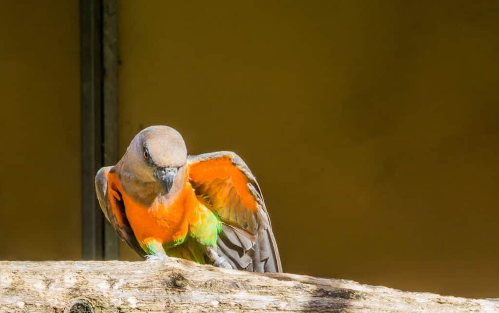 parrot likes you