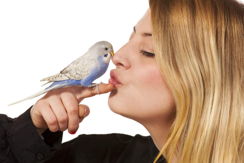 22 Visible Signs Your Parrot Likes You - Talkie Parrot TalkieParrot