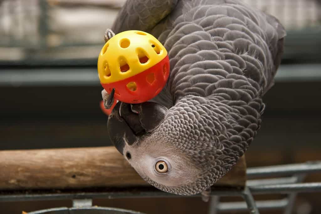 parrot likes you