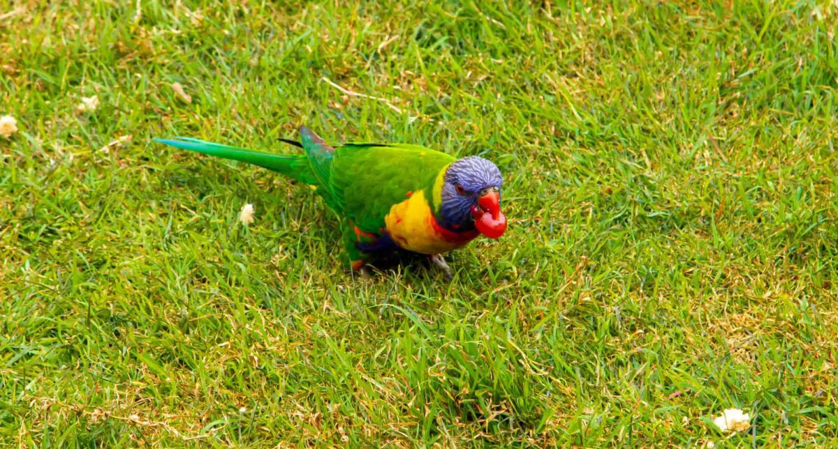 grape benefits for parrots