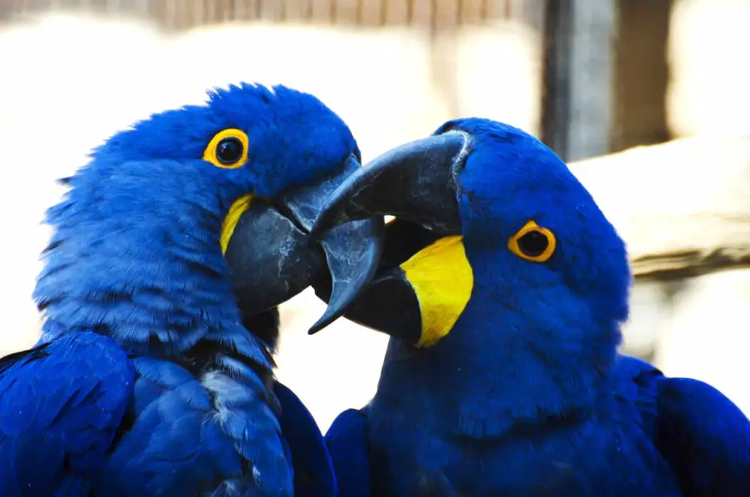 parrots kissing