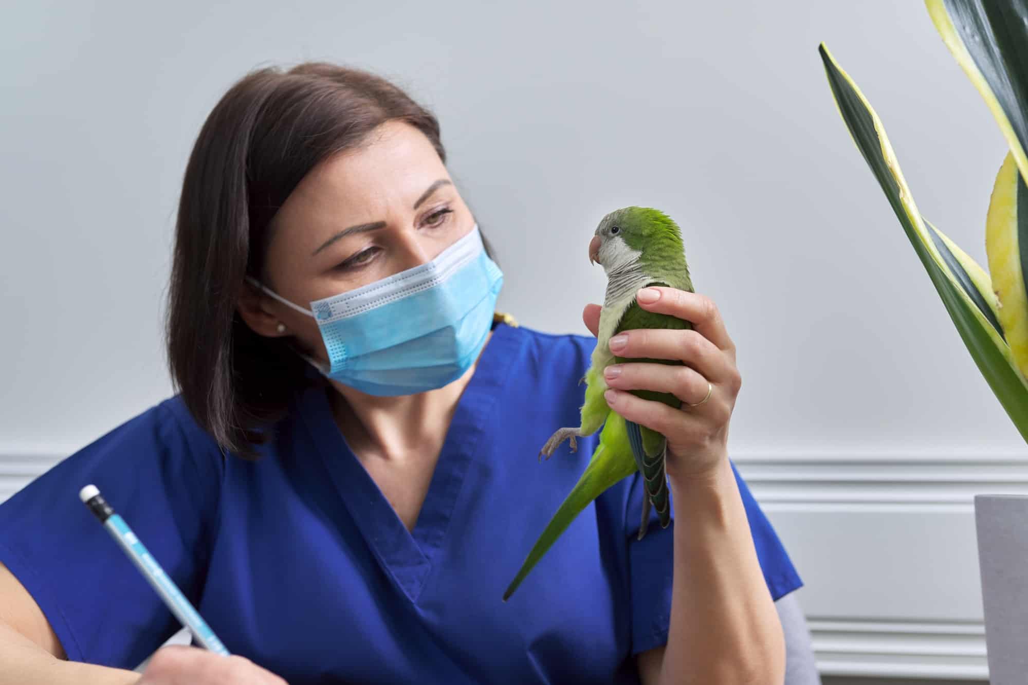 quaker parrot vet price 