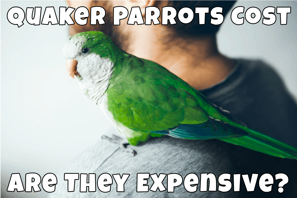 Quaker Parrots Cost Are They Expensive? Talkie Parrot