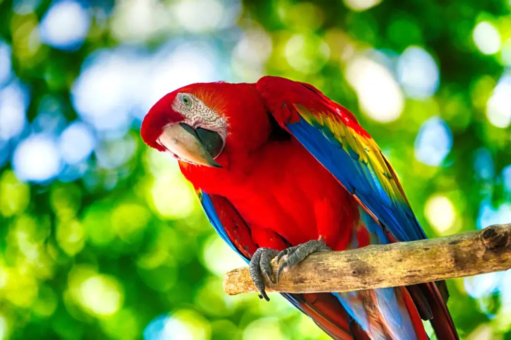 macaw types