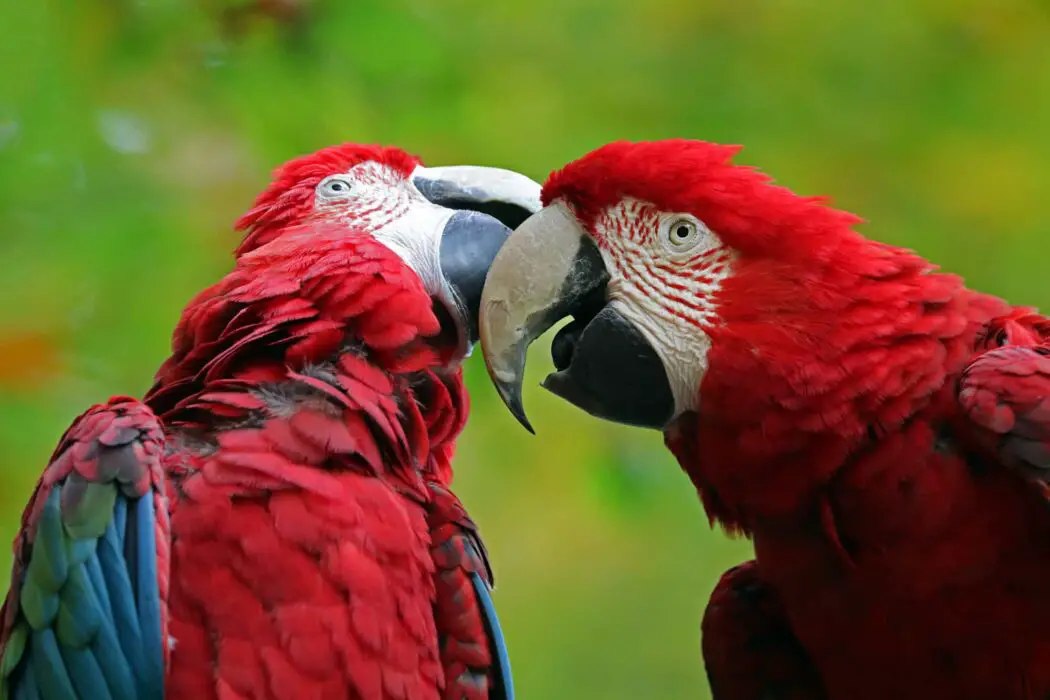 red macaws