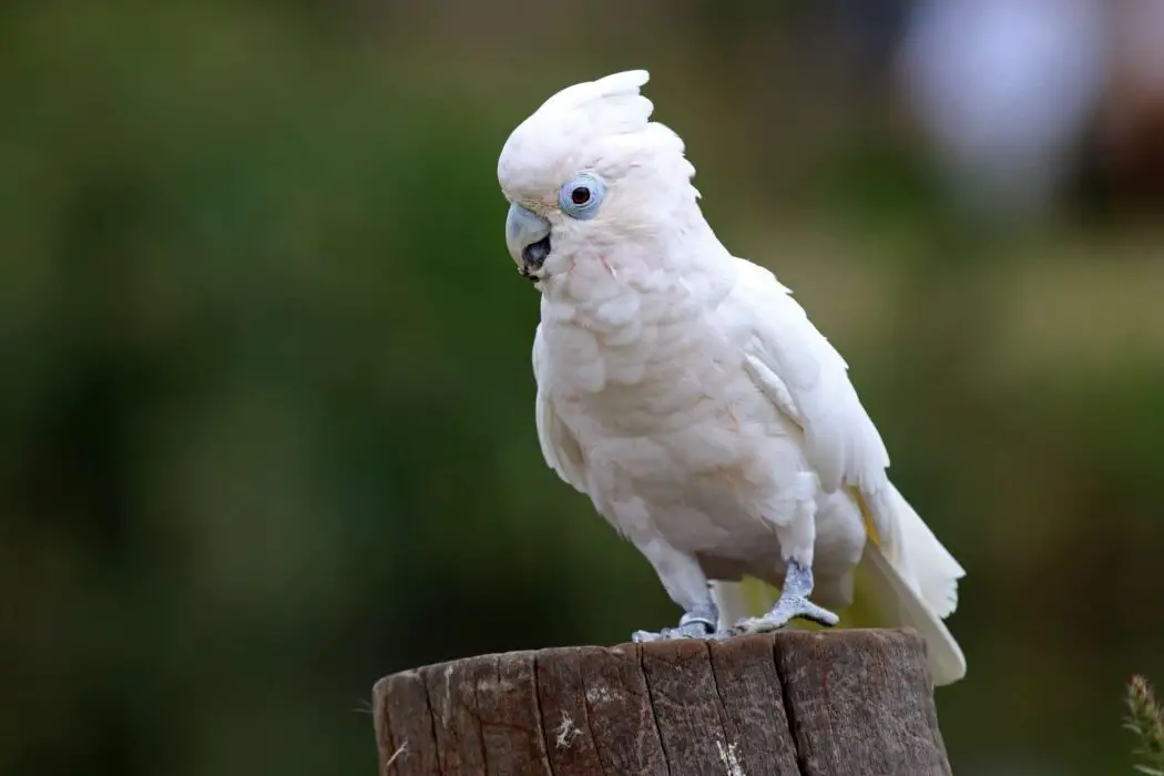 solomons cockatoo talking