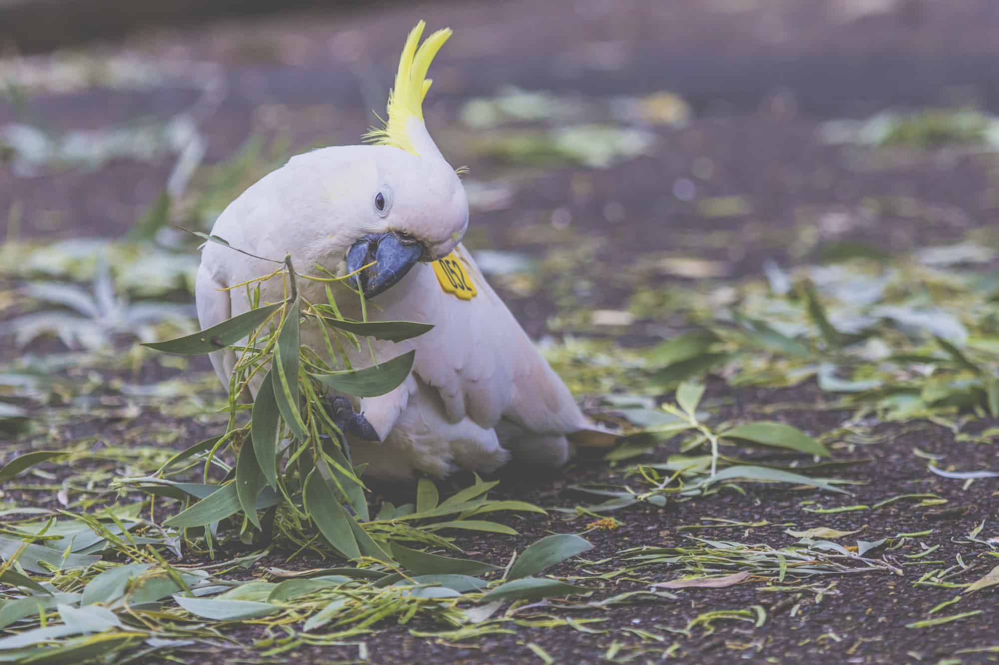 cockatoo types 