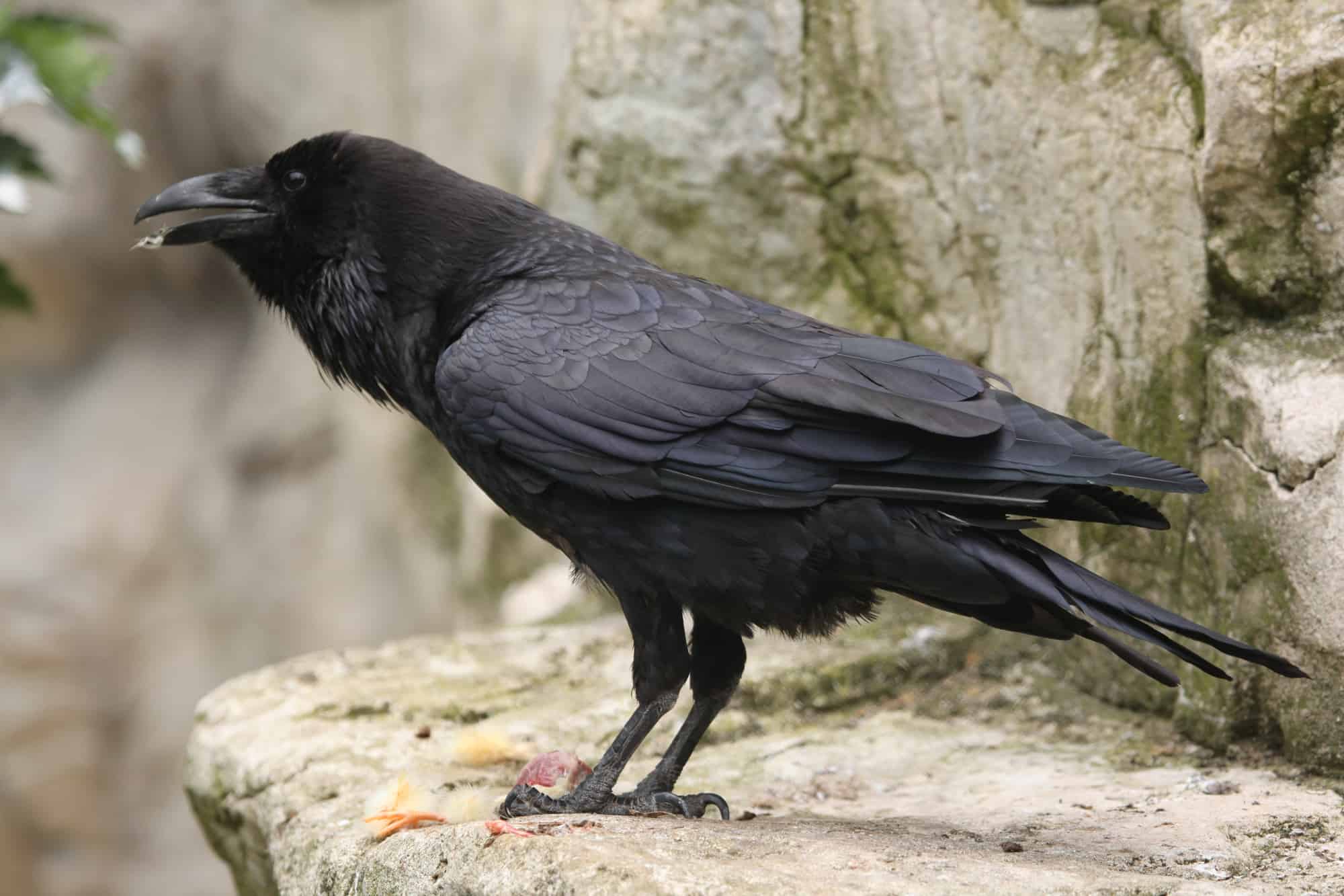 can crows talk 
