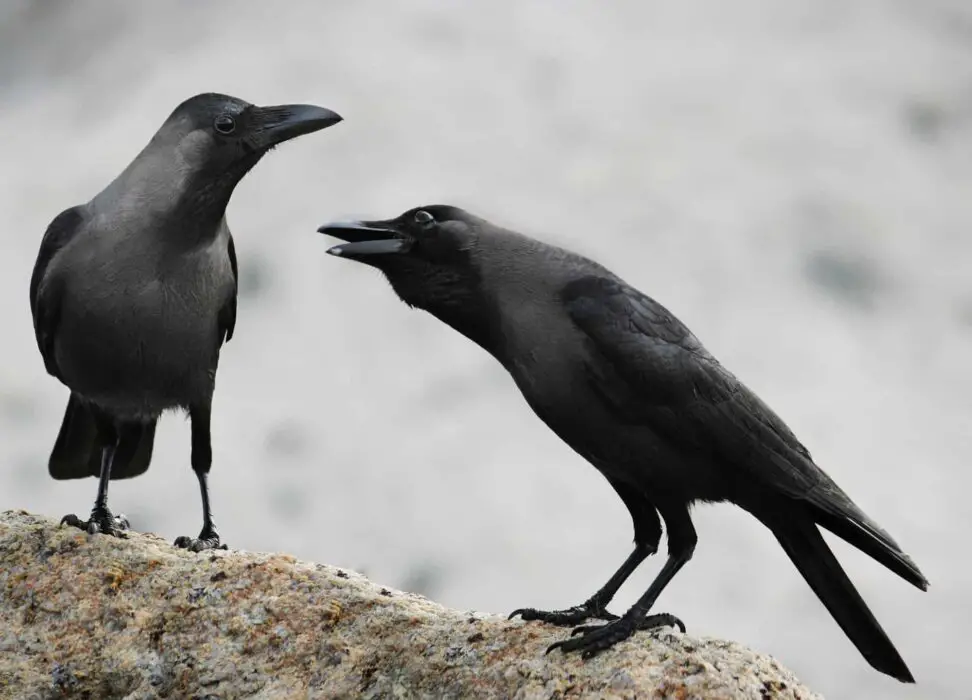 crows talk like humans