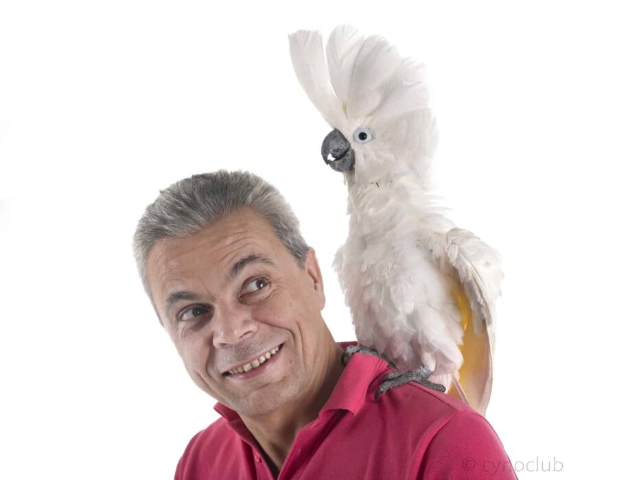 umbrella cockatoo