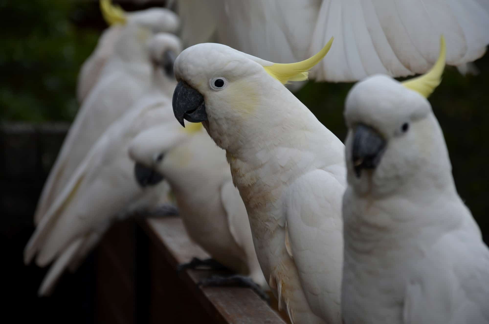 cockatoo types 