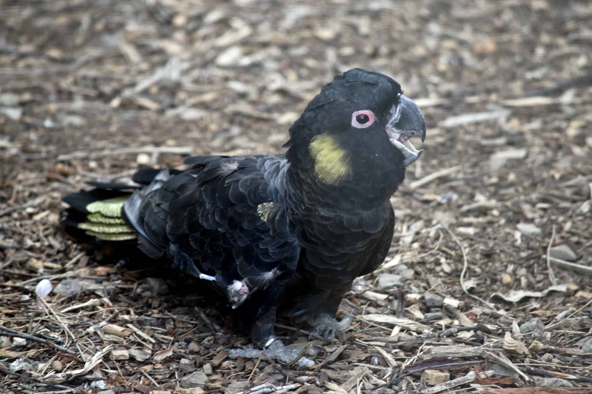 cockatoo types 