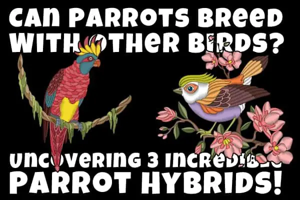 parrot hybrids