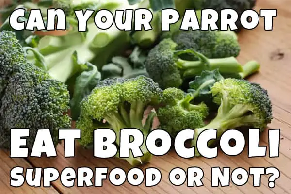is broccoli safe for parrot