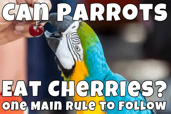 do parrots eat cherries