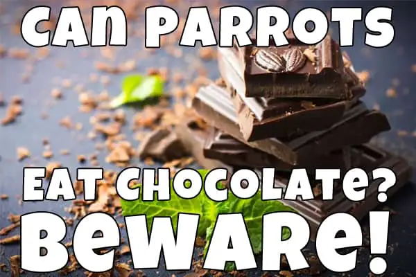 parrot eats chocolate