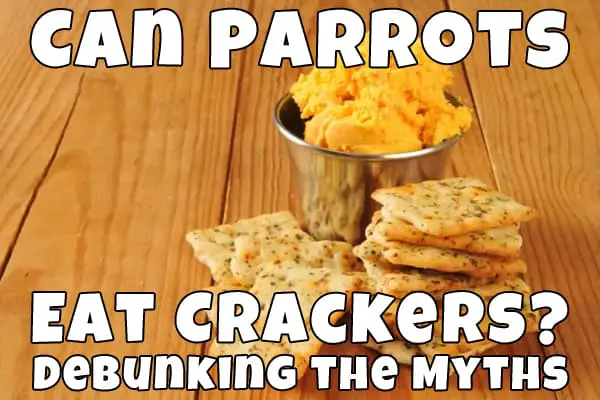 can parrots eat crackers