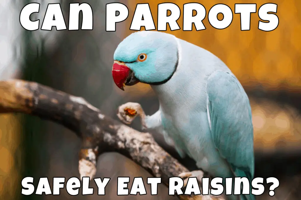 Parrot eat raisin