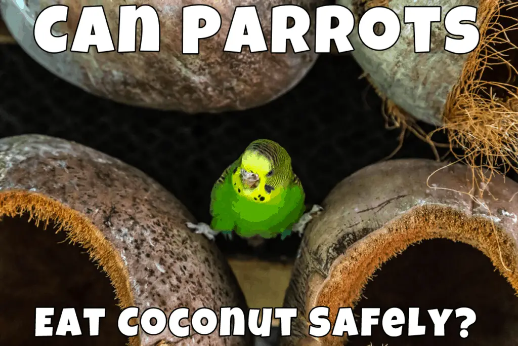 is coconut safe for parrots