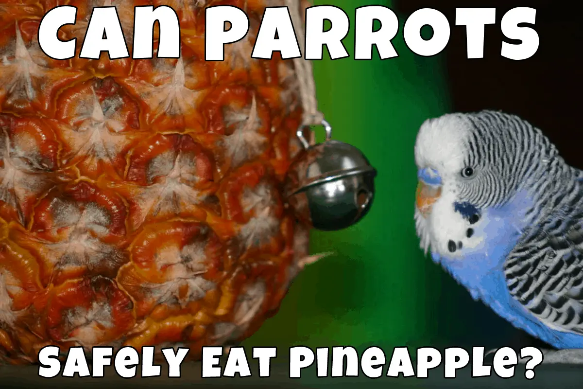 Can Parrots Safely Eat Pineapple? Talkie Parrot