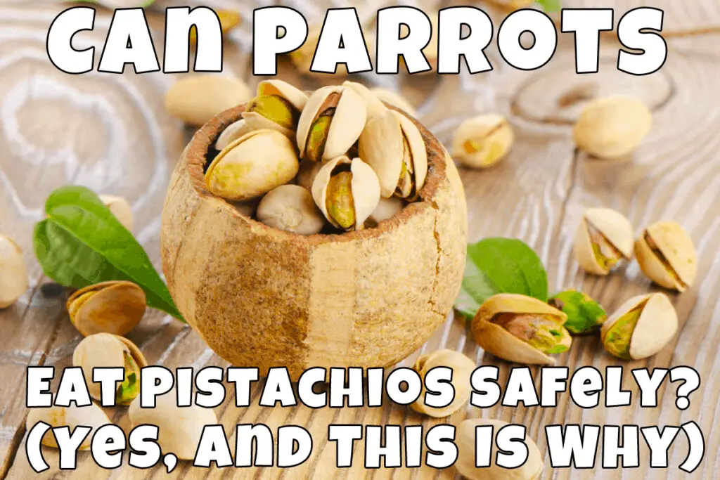 can parrots eat pistachios
