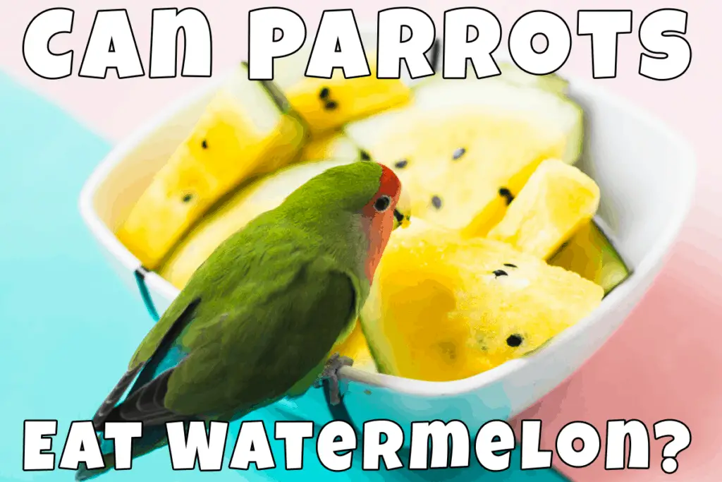 Parrot on plate with yellow watermelon