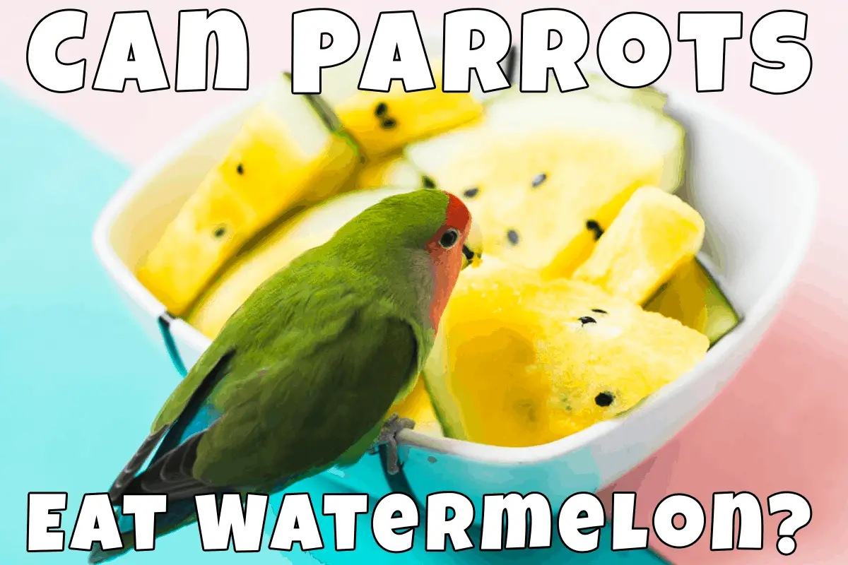 can-parrots-eat-watermelon-talkie-parrot