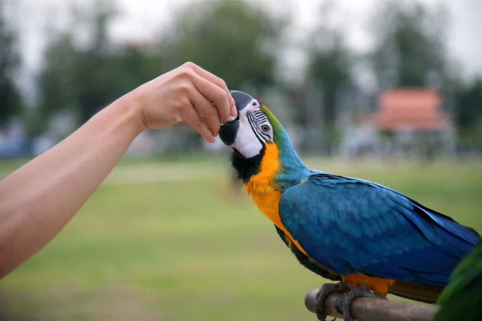 Can Parrots Eat Popcorn? Talkie Parrot