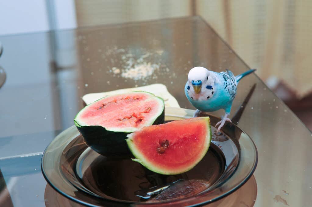 Can Parrots Eat Watermelon? Talkie Parrot