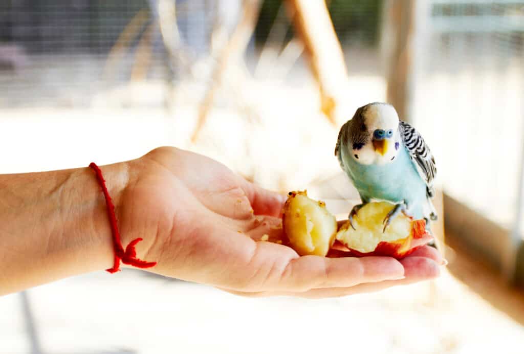 Can Parrots Eat Popcorn? Talkie Parrot