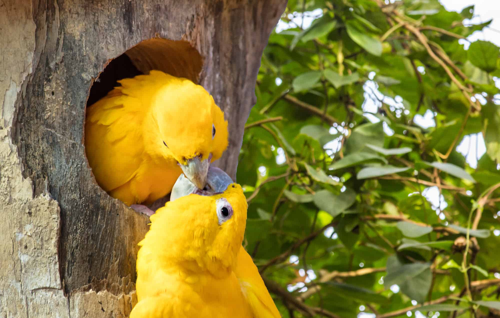 Signs Your Parrot Is Pregnant Don't Worry, Be Ready! Talkie Parrot