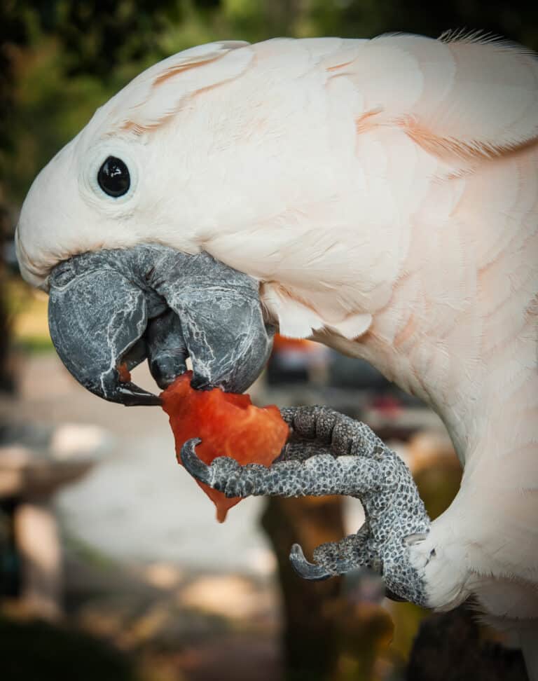 Can Parrots Eat Watermelon? Talkie Parrot