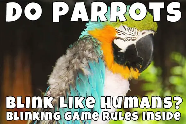 can parrot blink