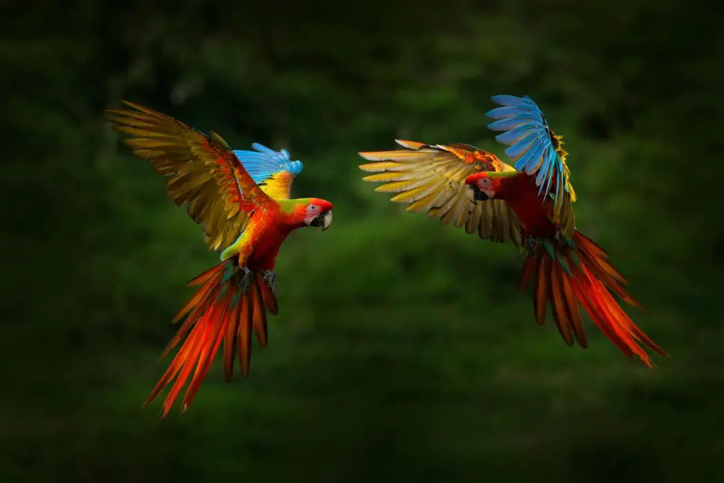 can parrot breed with other parrots 