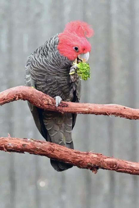 feed parrot broccoli