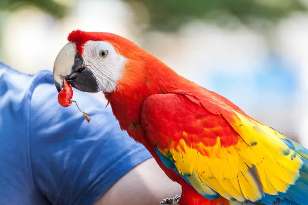 parrots eat cherry