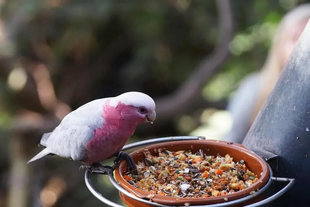 are raisins safe for parrots