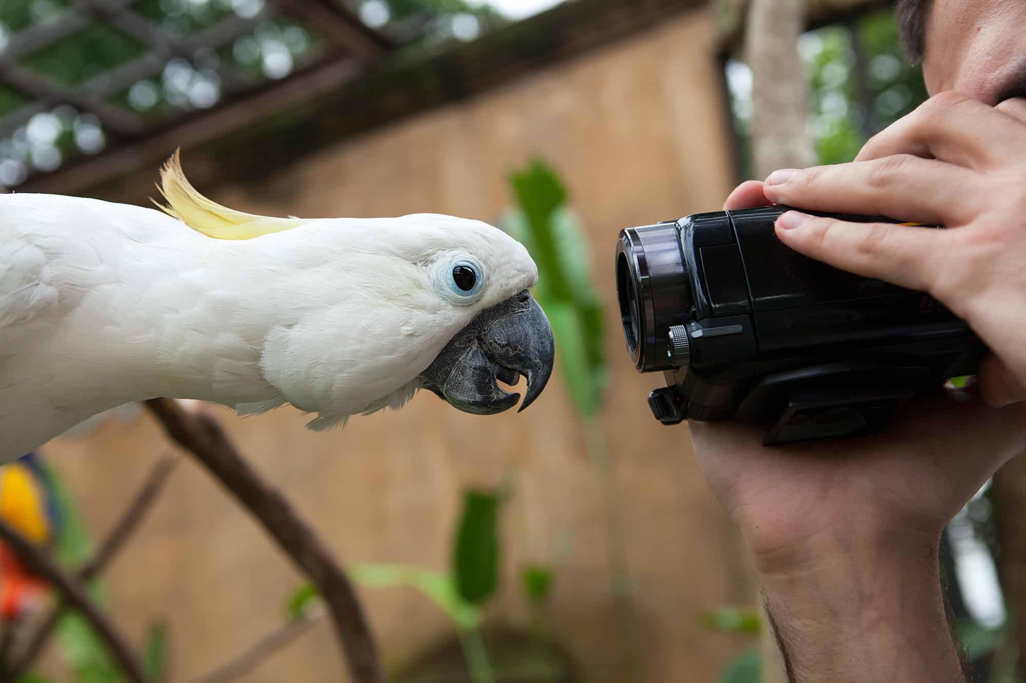 parrot vision