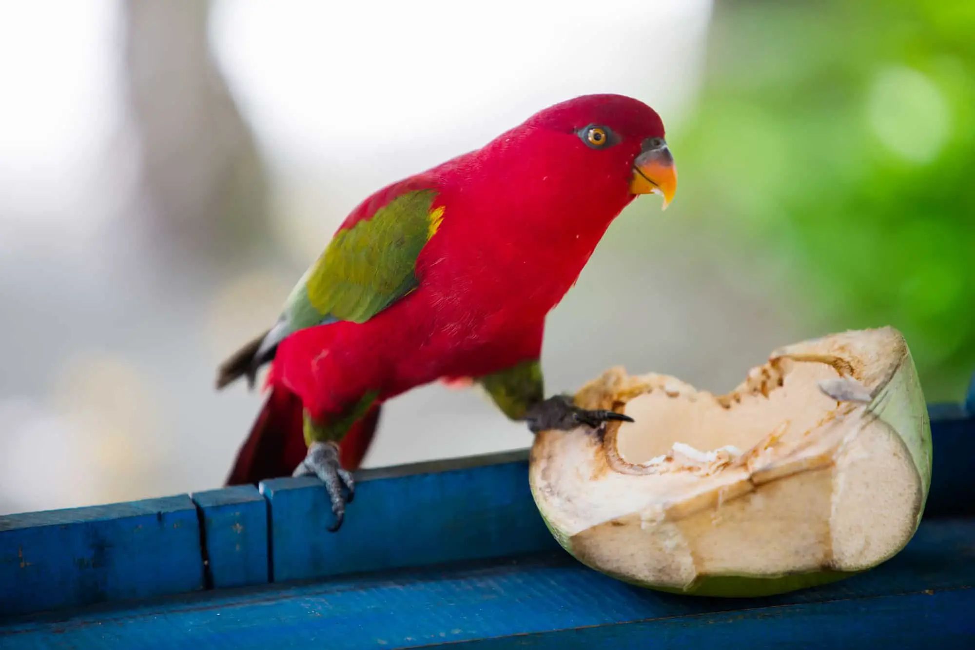 can parrots eat coconuts