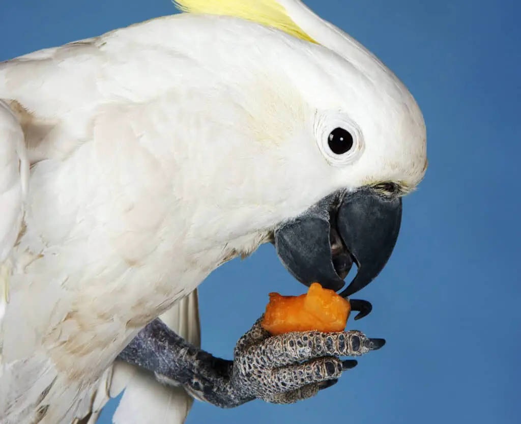 Can Parrots Eat Crackers? Debunking the Myths Talkie Parrot