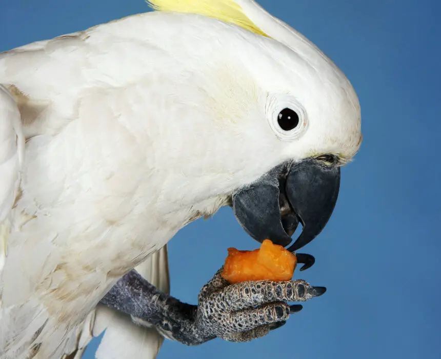 can parrots eat crackers 