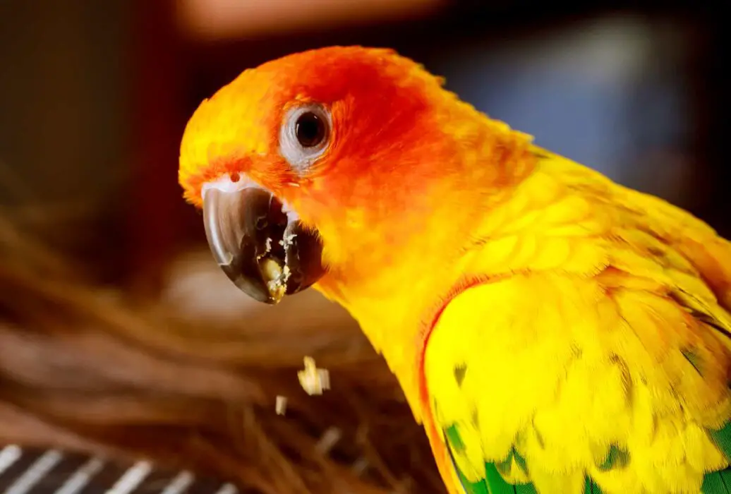 parrot eating pistachios