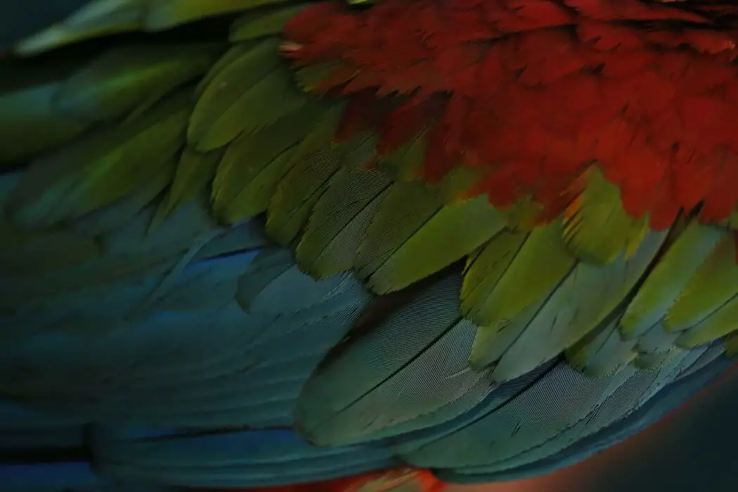 macaw hybrid
